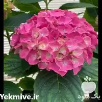 قیمت خرید عمده گل هورتانسیا در تهران در گروه خرید و فروش گیاهان زینتی در یکمیوه