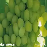 عمده نهال انگور فروش نهال انگور در قزوین در گروه خرید و فروش نهال انگور در یکمیوه