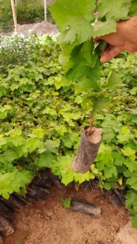 فروش نهال انگور کلی و جزیی در بیرجند در گروه خرید و فروش نهال انگور در یکمیوه