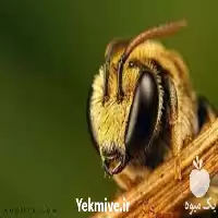 قیمت خرید پرورش ملکه زنبور در تهران در گروه خرید و فروش زنبورعسل در یکمیوه