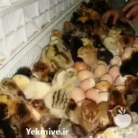 خریدار بدون واسطه جوجه مرغ بومی در گروه مرغ و خروس و بوقلمون و اردک قو قاز در یکمیوه