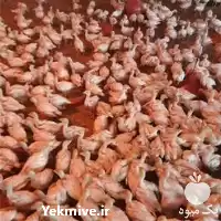 بوقلمون نژاد هیبرید با کیفیت عالی در تهران در گروه مرغ و خروس و بوقلمون و اردک قو قاز در یکمیوه