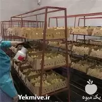 بوقلمون پرورشی در نژاد های مختلف در تهران در گروه مرغ و خروس و بوقلمون و اردک قو قاز در یکمیوه