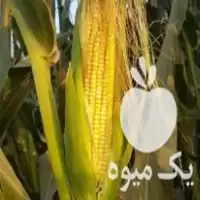 خرید ذرت چاپر بسته بندی و فله در گروه خرید و فروش ذرت در یکمیوه