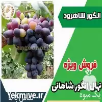 قیمت خرید نهال انگور شاهانی مکی در گروه خرید و فروش نهال انگور در یکمیوه