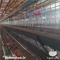 خرید و نصب قفس مرغ تخمگذار در گروه تجهیزات مرغداری در یکمیوه
