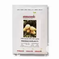 فروش بذر خربزه آناناسی اولین اماسیدز در خراسان جنوبی در گروه خرید و فروش بذر خربزه در یکمیوه