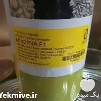 فروش عرضه بذر پیاز مینروا در کرمان  در گروه خرید و فروش بذر پیاز در یکمیوه