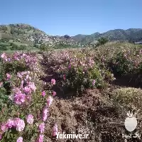 خرید گل محمدی مرغوب در آذربایجان غربی در گروه خرید و فروش گیاهان دارویی در یکمیوه