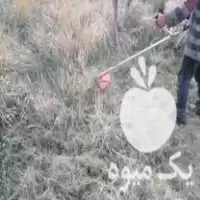 علفزنی و سم پاشی و شخم زنی در تبریز در گروه خدمات باغبانی در یکمیوه