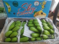 موز هندی پریمیوم برند اسکای در قم در گروه خرید و فروش موز در یکمیوه