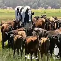 آموزش پرورش دام سنگین در گروه دوره آموزش کشاورزی در یکمیوه