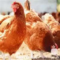 قیمت خرید مرغ تخم گذار رنگی در تهران در گروه مرغ و خروس و بوقلمون و اردک قو قاز در یکمیوه