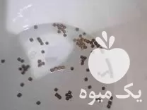 قیمت خرید خوراک ماهی کپور اکسترود در نیشابور در گروه خوراک شیلات و آبزیان در یکمیوه -عکس1