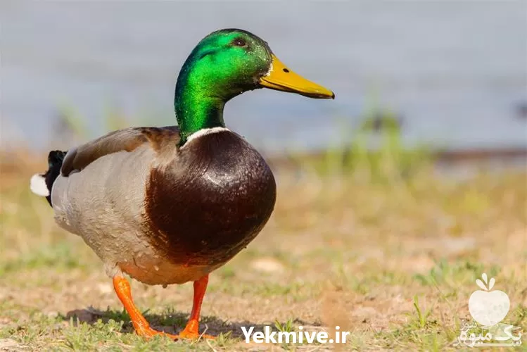 آموزشی پرورش اردک کامل و جامع در گروه دوره آموزش کشاورزی در یکمیوه -عکس1