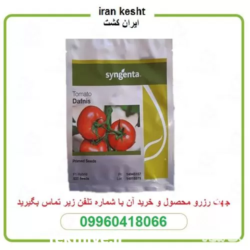بذر گوجه فرنگی گلخانه ای در گروه خرید و فروش بذر گوجه در یکمیوه -عکس1