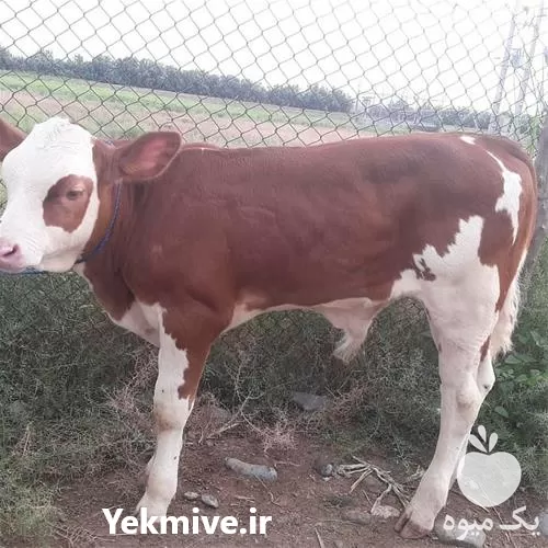 گوساله نر ماده اصیل شیری سیمینتال در گروه گاو و گوسفند و میش و بز کهره گوساله در یکمیوه -عکس1