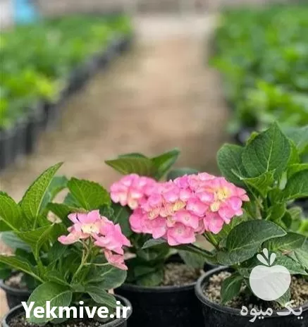 فروش عمده گل هورتانسیا در گروه خرید و فروش گیاهان زینتی در یکمیوه -عکس1