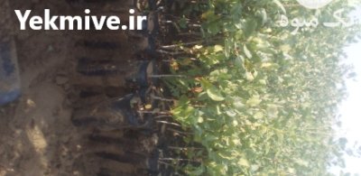 قیمت عمده نهال پسته یزد در گروه خرید و فروش نهال پسته در یکمیوه -عکس1