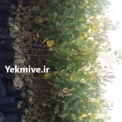 قیمت عمده نهال پسته یزد در گروه خرید و فروش نهال پسته در یکمیوه -عکس2