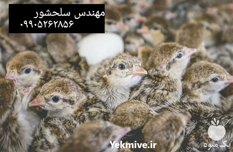 قیمت خرید جوجه کبک یک روزه در خراسان جنوبی در گروه مرغ و خروس و بوقلمون و اردک قو قاز در یکمیوه -عکس1