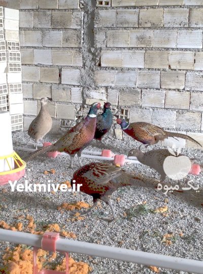 فروش تعدادی قرقاول نر و ماده آمریکایی در گروه خرید و فروش انواع پرنده در یکمیوه -عکس1