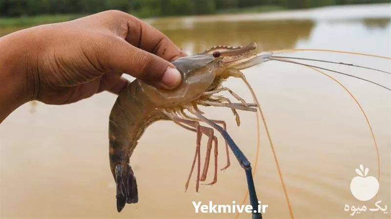 آموزشی پرورش میگو کامل و جامع در گروه دوره آموزش کشاورزی در یکمیوه -عکس1