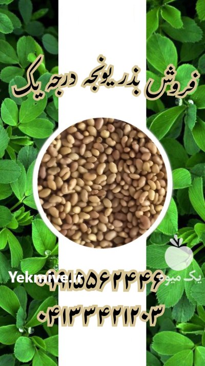 یونجه سورت شده درجه یک بهترین در خوی در گروه خرید و فروش بذر یونجه در یکمیوه -عکس1