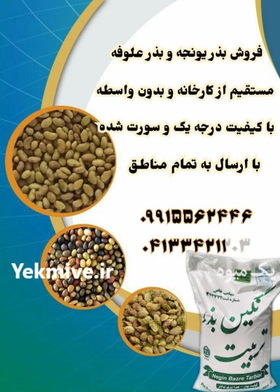 یونجه سورت شده درجه یک بهترین در خوی در گروه خرید و فروش بذر یونجه در یکمیوه -عکس4