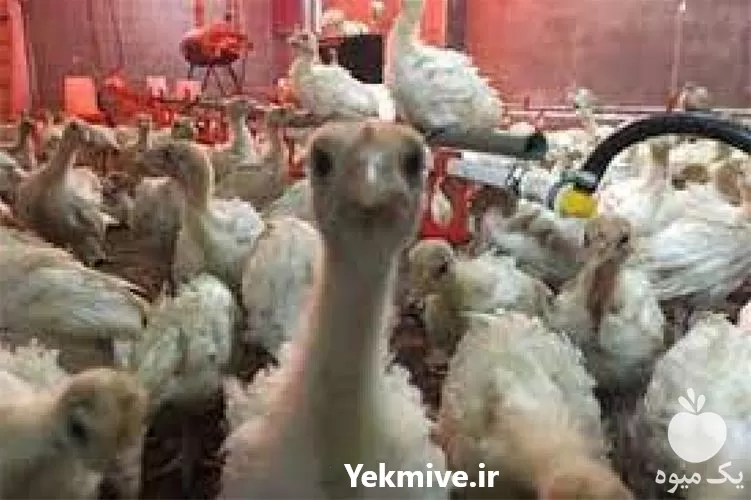 پرورش بوقلمون فروش جوجه گوشتی در گروه مرغ و خروس و بوقلمون و اردک قو قاز در یکمیوه -عکس1