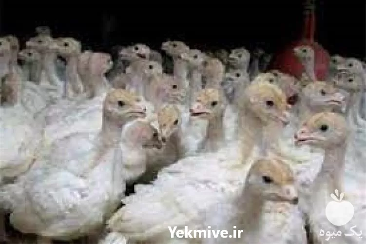 بوقلمون گوشتی ارزان تر از همه در تهران در گروه مرغ و خروس و بوقلمون و اردک قو قاز در یکمیوه -عکس1