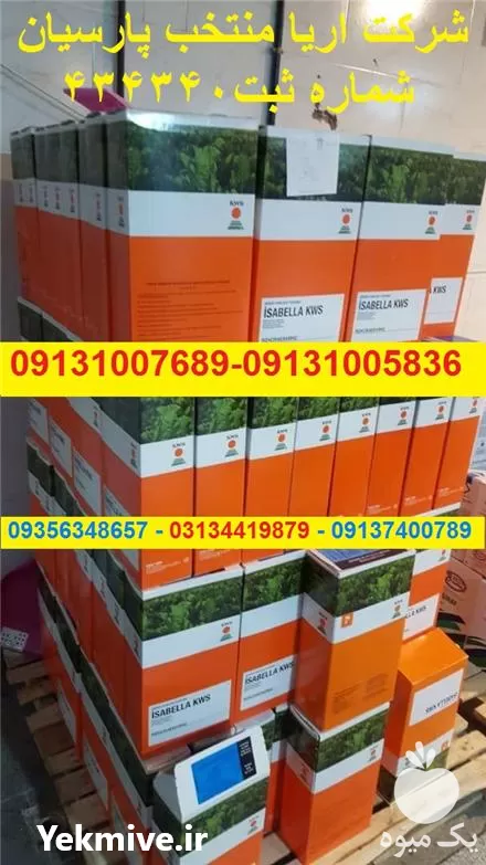 فروش بذر چغندر در گروه خرید و فروش بذر چغندر در یکمیوه -عکس1