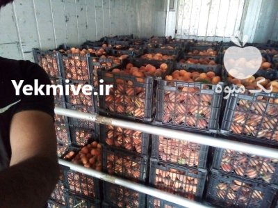 خریدار هلو و شلیل برای لواشک در امیرکلا در گروه خرید و فروش شلیل در یکمیوه -عکس1