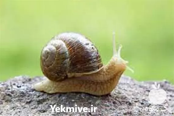 آموزش پرورش حلزون آچاتینا و اسکارگو در گروه دوره آموزش کشاورزی در یکمیوه -عکس1