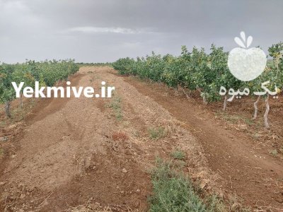 اکبری و احمداقایی پیش فروش میکنم در قم در گروه خرید و فروش پسته در یکمیوه -عکس1