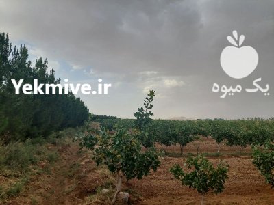 اکبری و احمداقایی پیش فروش میکنم در قم در گروه خرید و فروش پسته در یکمیوه -عکس2