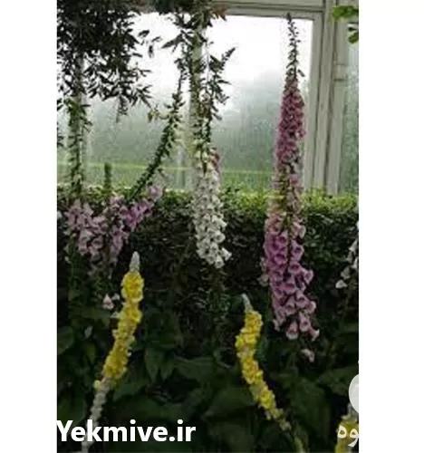 مشاوره باغداری و خدمات باغبانی در گروه خدمات باغبانی در یکمیوه -عکس1