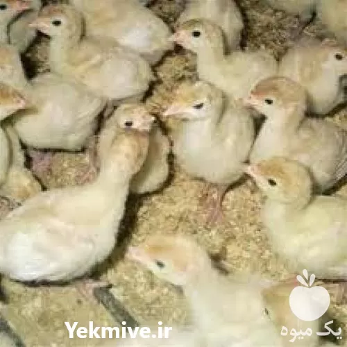 توزیع جوجه گوشتی در سراسر کشور در تهران در گروه مرغ و خروس و بوقلمون و اردک قو قاز در یکمیوه -عکس1