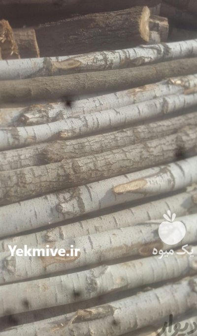 چوب میوه ای باغی چنار گیلاس در چوبر در گروه خرید و فروش انواع چوب در یکمیوه -عکس2