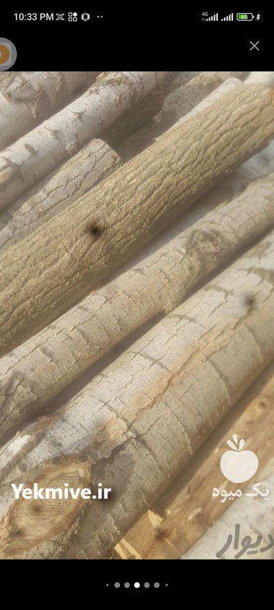 چوب میوه ای باغی چنار گیلاس در چوبر در گروه خرید و فروش انواع چوب در یکمیوه -عکس3
