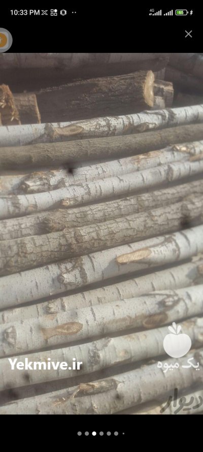 چوب میوه ای باغی چنار گیلاس در چوبر در گروه خرید و فروش انواع چوب در یکمیوه -عکس4