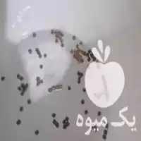 قیمت خرید خوراک ماهی کپور اکسترود در نیشابور در گروه خوراک شیلات و آبزیان در یکمیوه