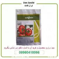 بذر گوجه فرنگی گلخانه ای در گروه خرید و فروش بذر گوجه در یکمیوه