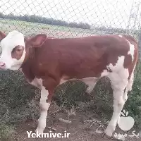 گوساله نر ماده اصیل شیری سیمینتال در گروه گاو و گوسفند و میش و بز کهره گوساله در یکمیوه