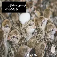 قیمت خرید جوجه کبک یک روزه در خراسان جنوبی در گروه مرغ و خروس و بوقلمون و اردک قو قاز در یکمیوه