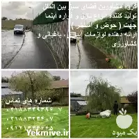 شمشاد زن در انواع دستی برقی در گروه خرید و فروش لوازم باغبانی در یکمیوه