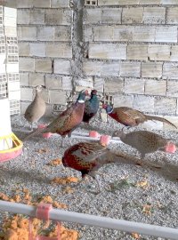 فروش تعدادی قرقاول نر و ماده آمریکایی در گروه خرید و فروش انواع پرنده در یکمیوه