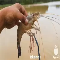 آموزشی پرورش میگو کامل و جامع در گروه دوره آموزش کشاورزی در یکمیوه