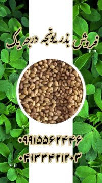 یونجه سورت شده درجه یک بهترین در خوی در گروه خرید و فروش بذر یونجه در یکمیوه