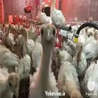 پرورش بوقلمون فروش جوجه گوشتی در گروه مرغ و خروس و بوقلمون و اردک قو قاز در یکمیوه